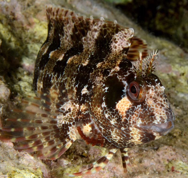 Parablennius gattorugine parassitato